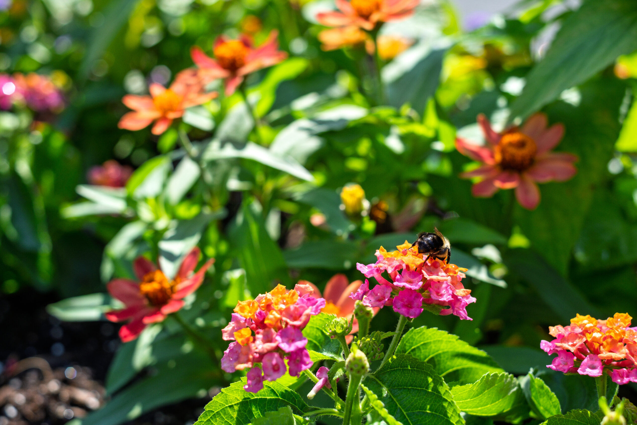 Exterior garden with flowers at The Residences, Hadley, MA